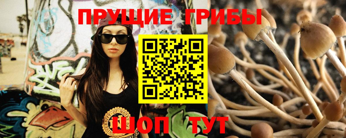 Галлюциногенные грибы Psilocybe  Вход с VPN  Майский 
